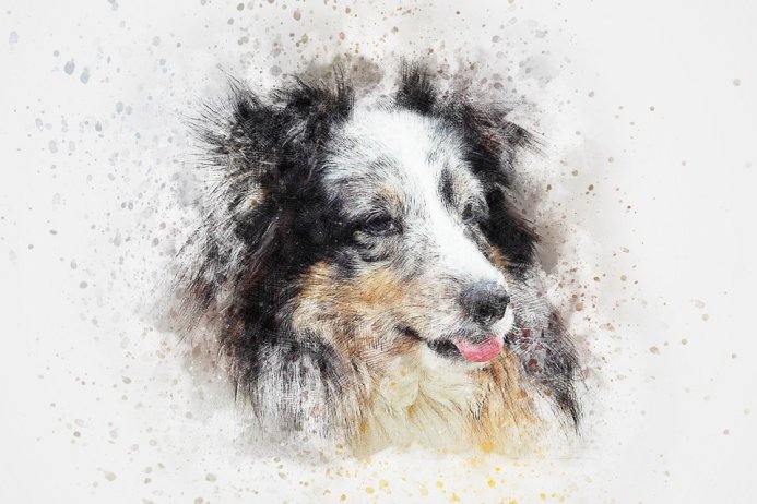 Dog Shetland Pet Art Abstract Watercolor Vintage